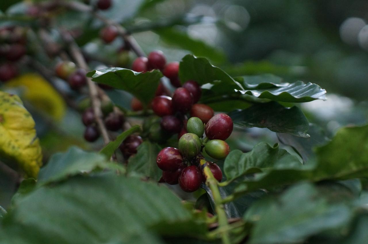 Arusha Villa Karamu Coffee Estate Usa River エクステリア 写真